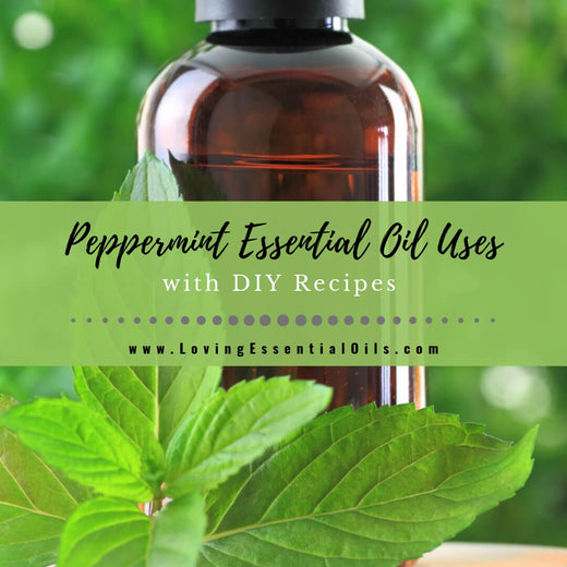 Peppermint Essential Oil Uses and Benefits with DIY Recipes – Loving ...