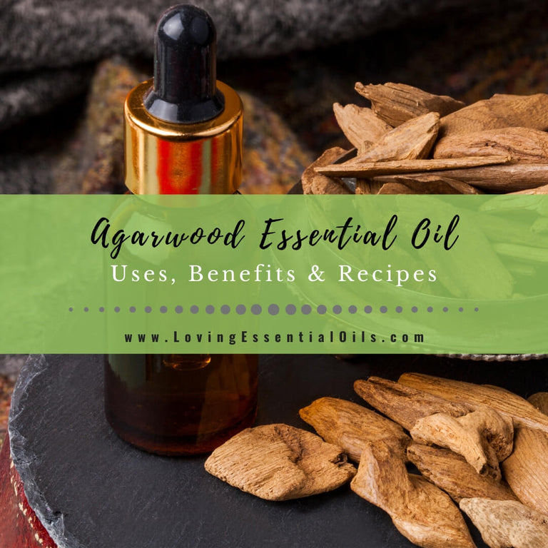 Agarwood Essential Oil Benefits and Uses (Oud Oil) - EO Spotlight ...