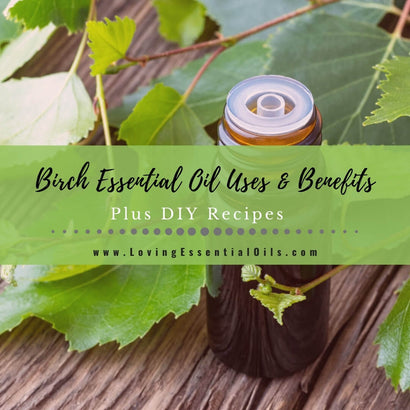 Birch Essential Oil Recipes, Uses and Benefits Spotlight – Loving ...