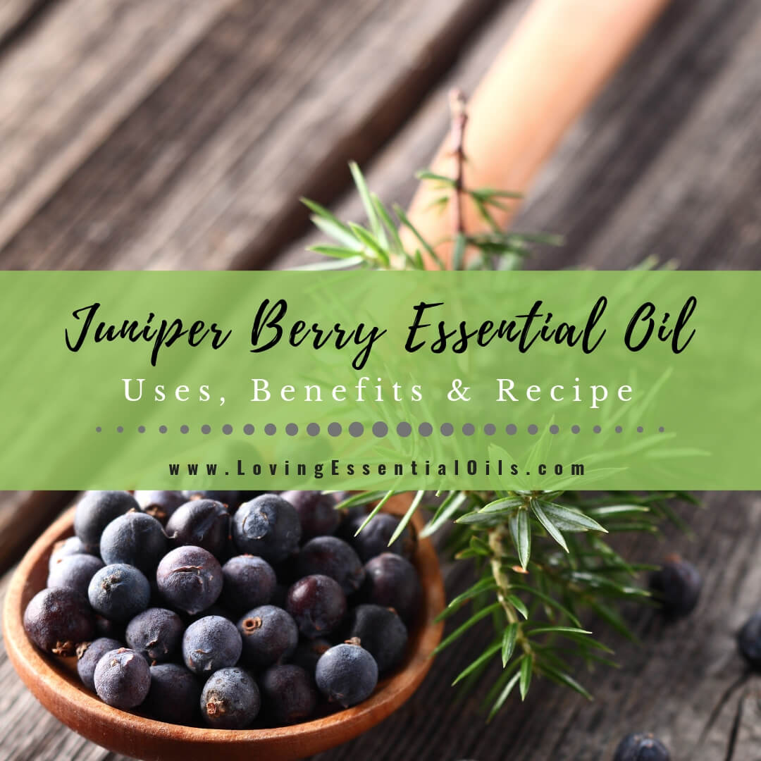 Juniper Berry Essential Oil Recipes Uses And Benefits Spotlight Loving Essential Oils