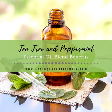 Tea Tree and Peppermint Essential Oil Blend Benefits – Loving Essential ...