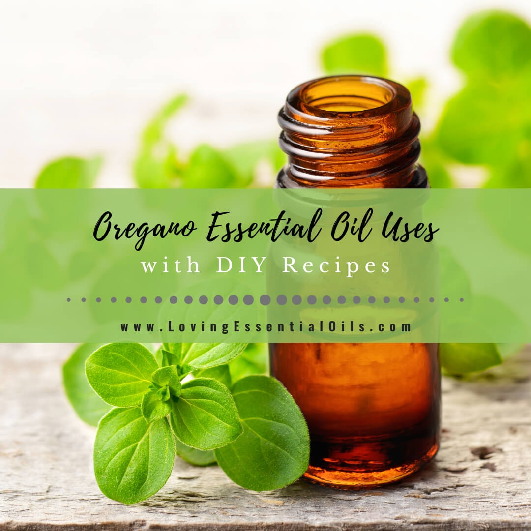 Oregano Essential Oil Recipes, Uses And Benefits - Free Guide – Loving ...